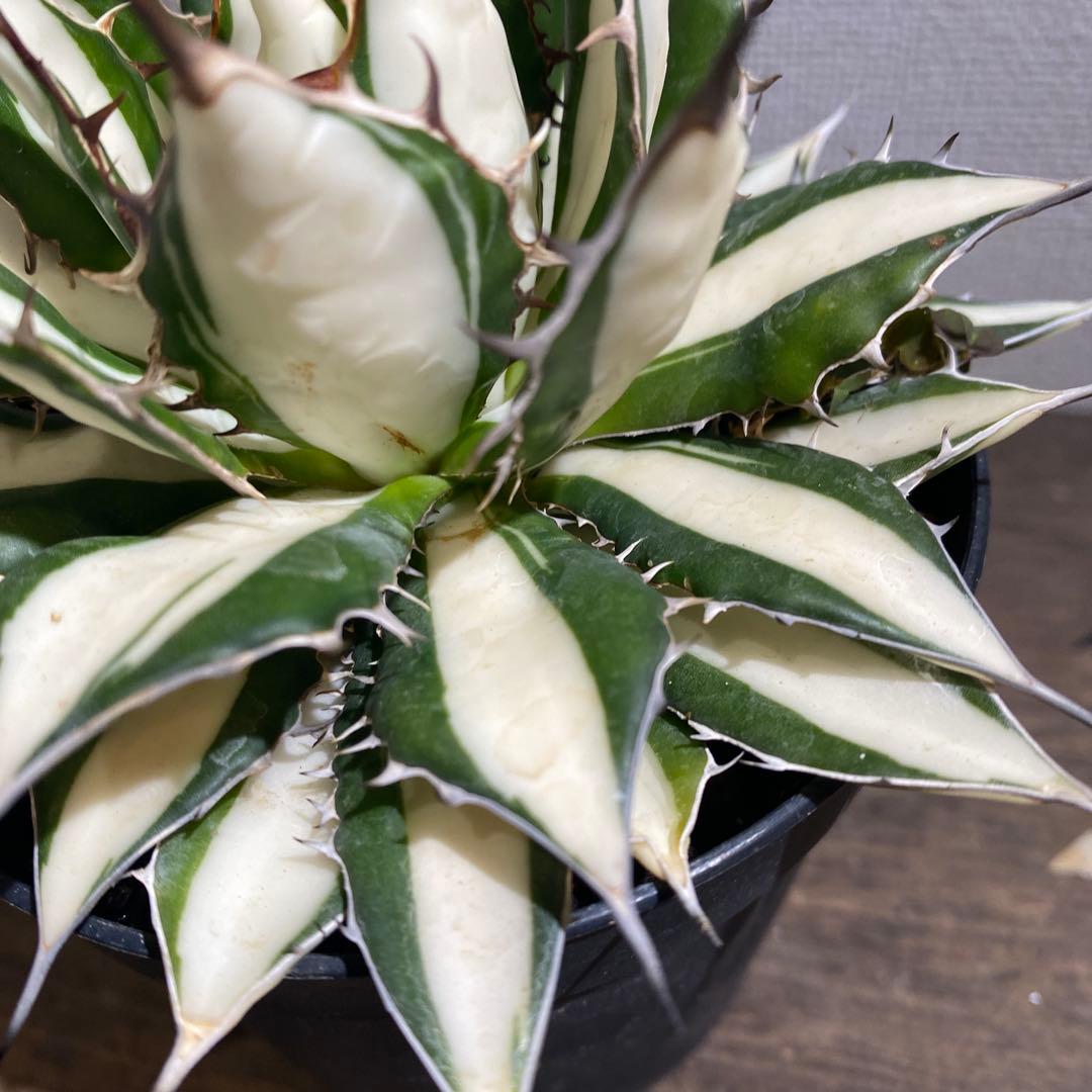 アガベ　ホリダ白中斑入　極上ラスト