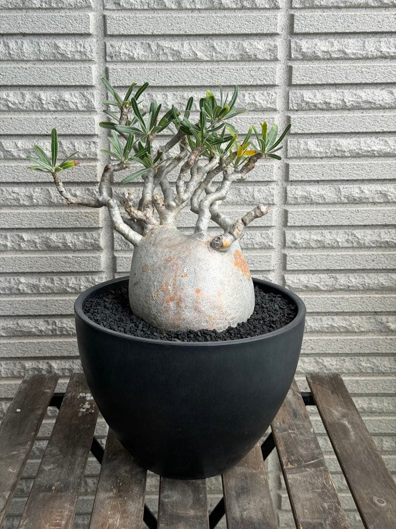 大幅値下げ［発根済］超特大グラキリス