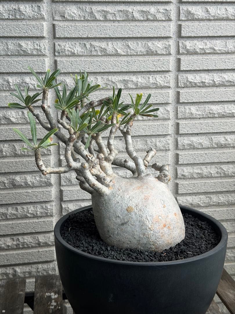 値下げ［発根済］超特大グラキリス