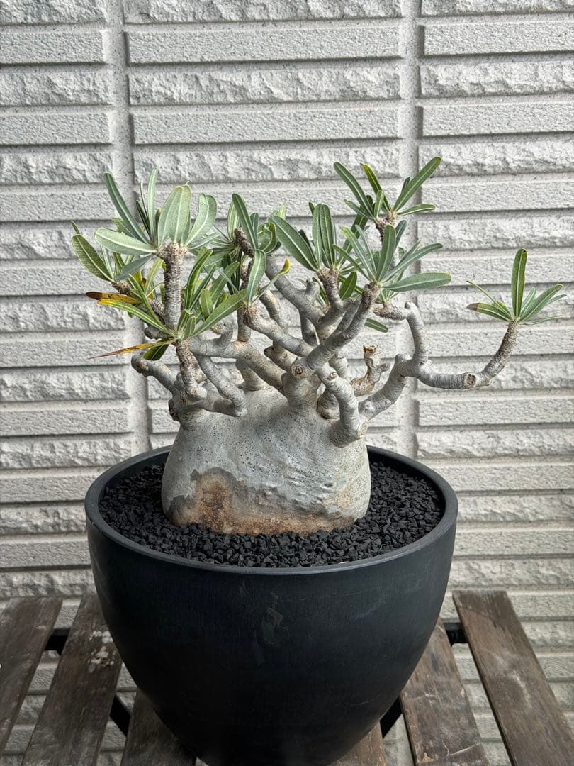 値下げ［発根済］超特大グラキリス