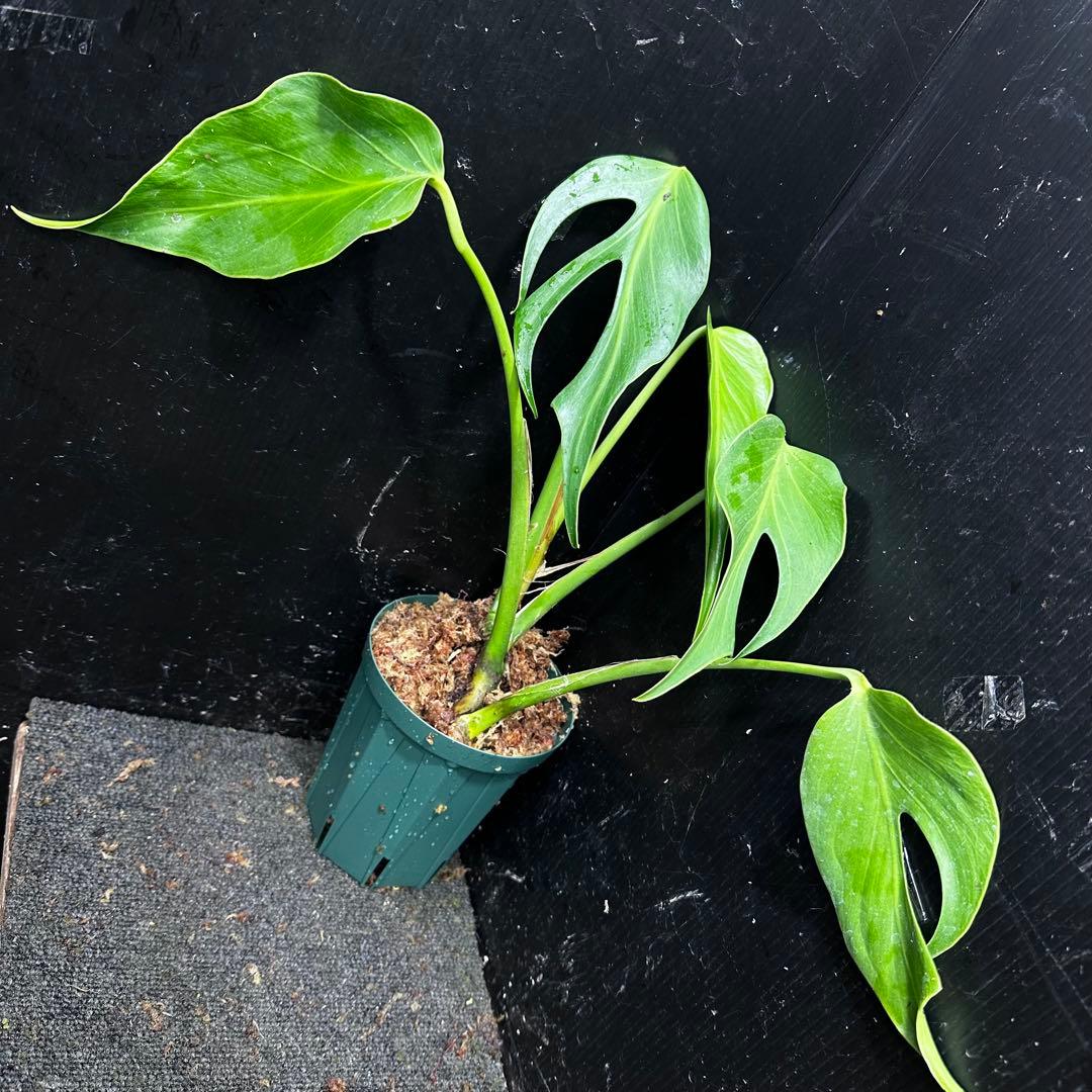 ち*か様 モンステラデリシオーサバールマルクスフレーム4号鉢植え大株美株レア