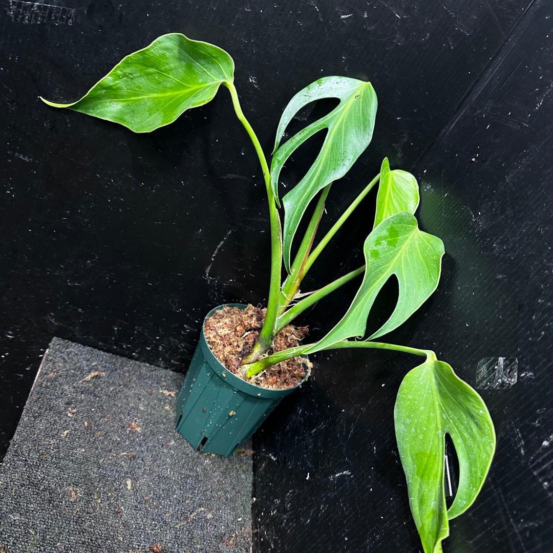 ち*か様 モンステラデリシオーサバールマルクスフレーム4号鉢植え大株美株レア