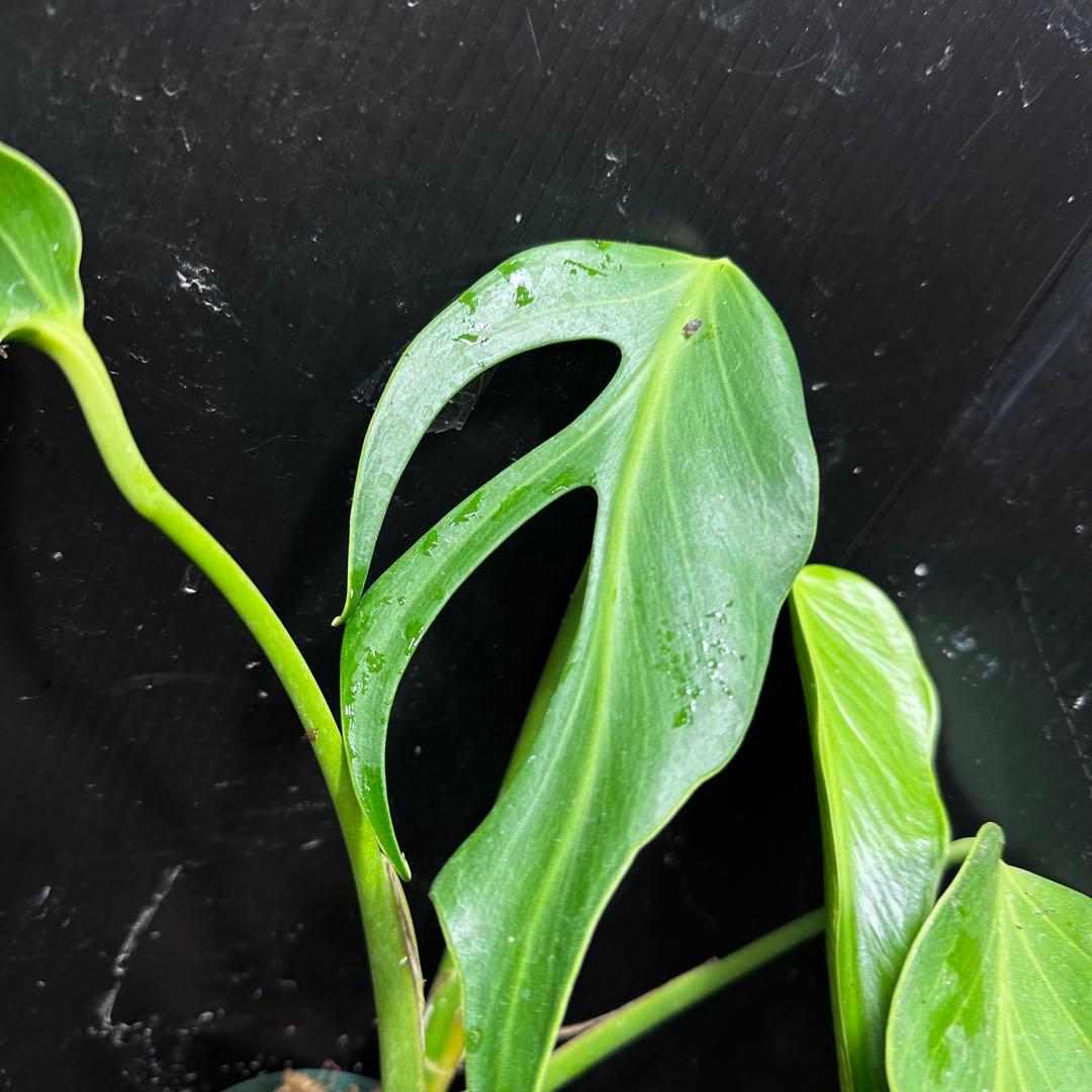 ち*か様 モンステラデリシオーサバールマルクスフレーム4号鉢植え大株美株レア