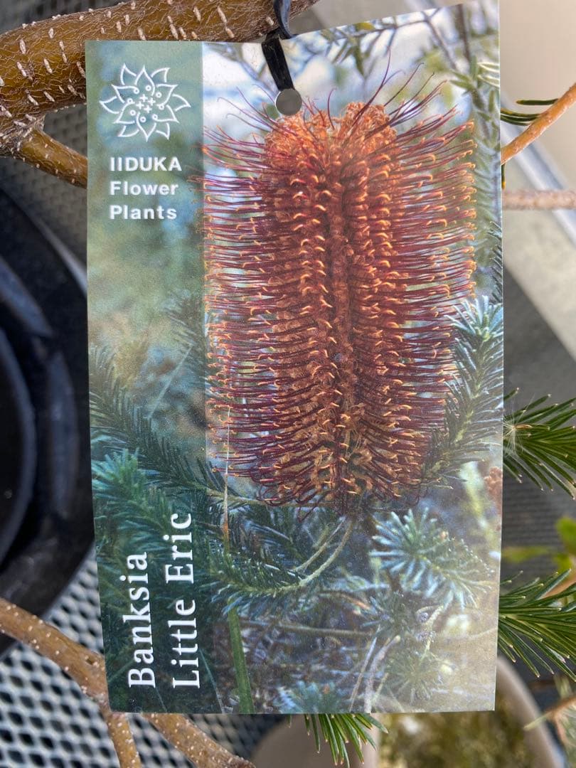 Banksia Little Eric バンクシア リトルエリック