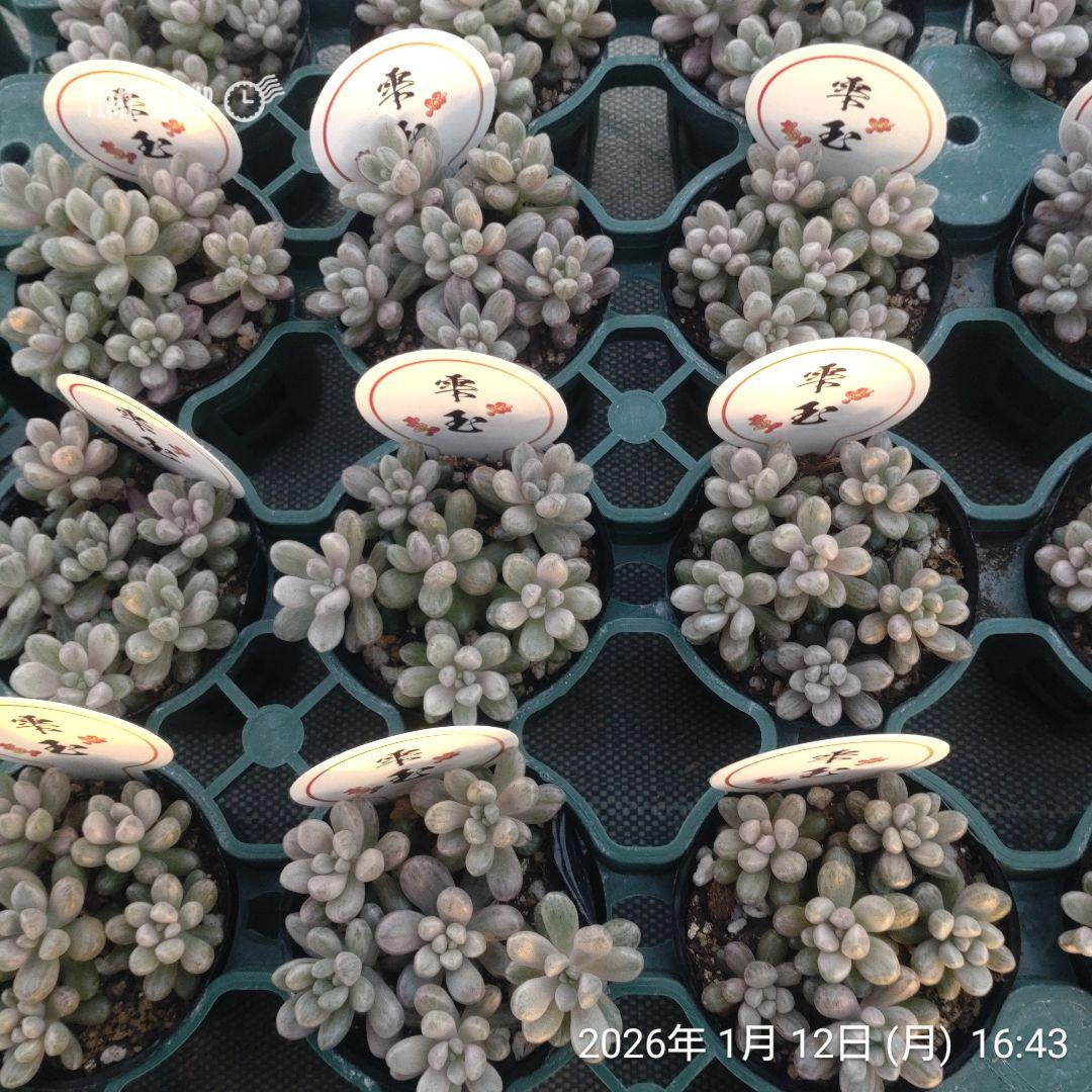 1ポット985円 セダム 雫玉 6cmポット