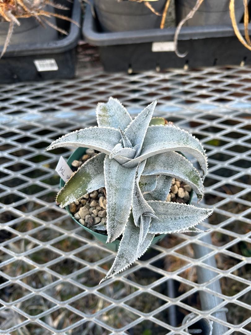 子株付 DBディッキア Dyckia marnier-lapostollei ⑴