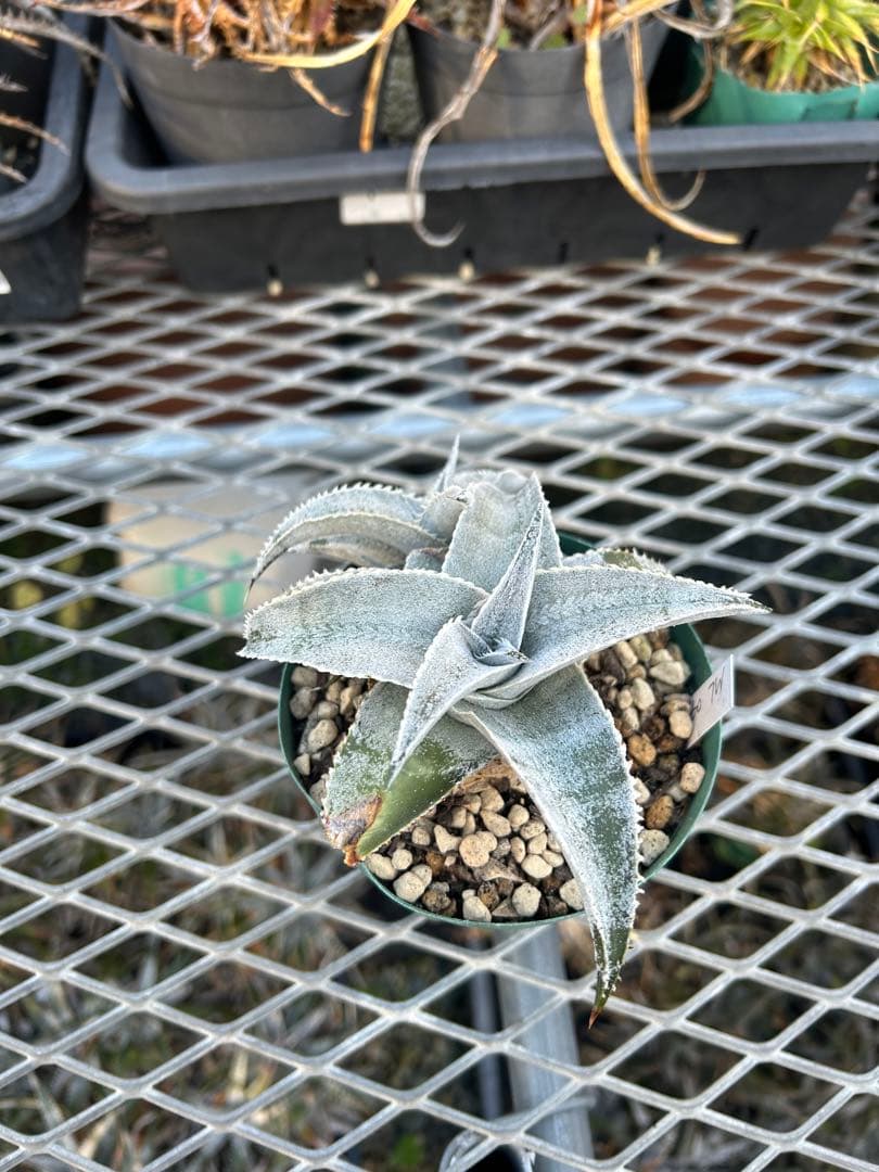 子株付 DBディッキア Dyckia marnier-lapostollei ⑴