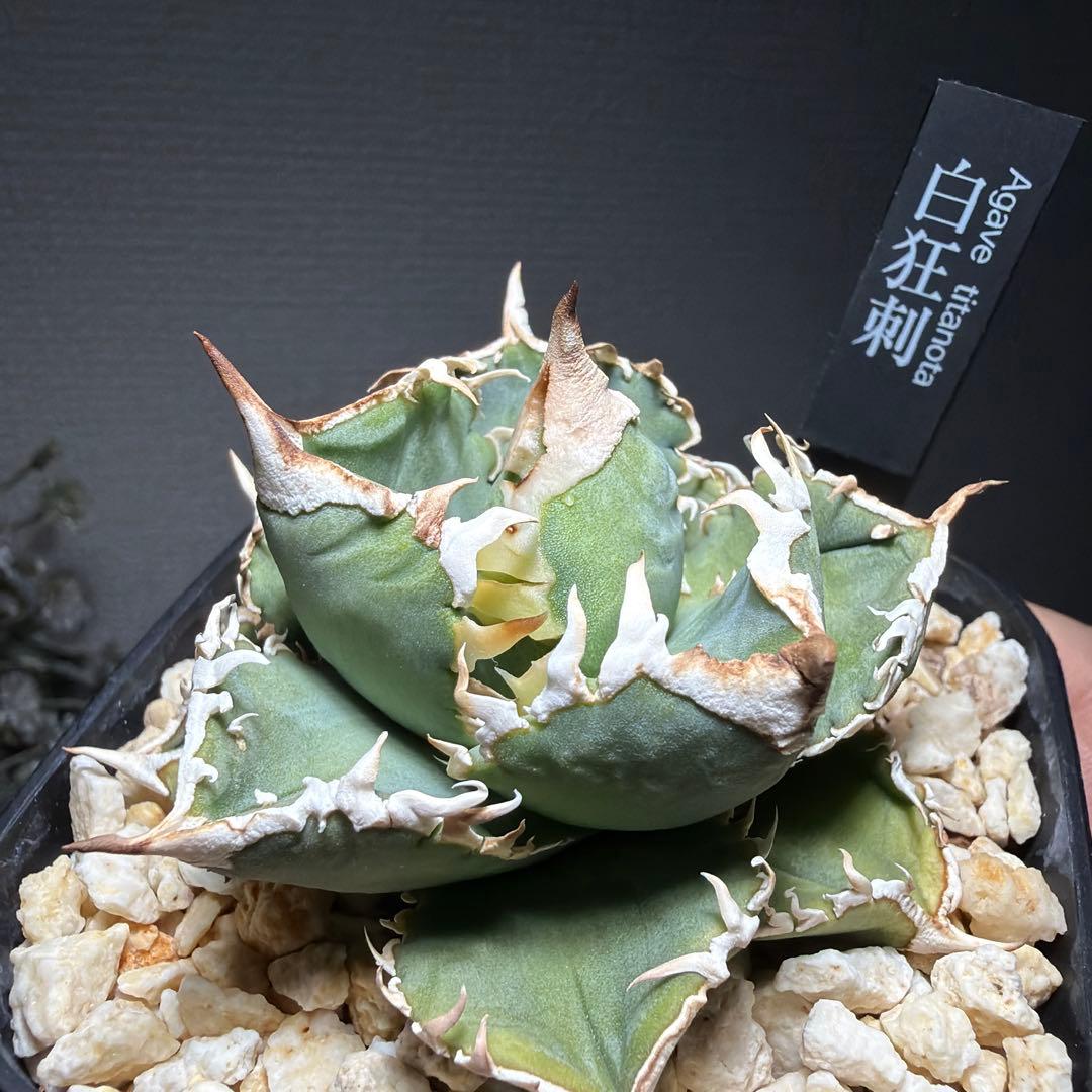 2/5更新　アガベチタノタ　LIZE 白狂刺　カキコ　ivory wa ホオジロ