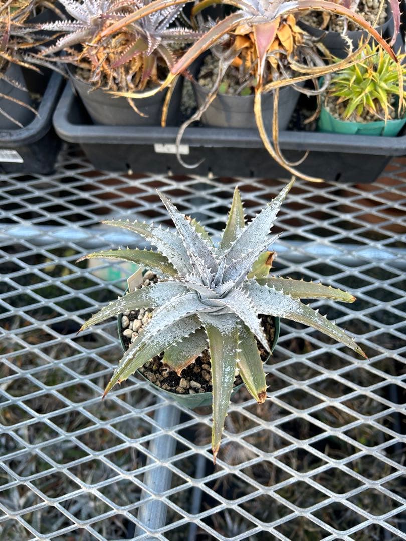 DBディッキア Dyckia Bill Baker hybrid #133