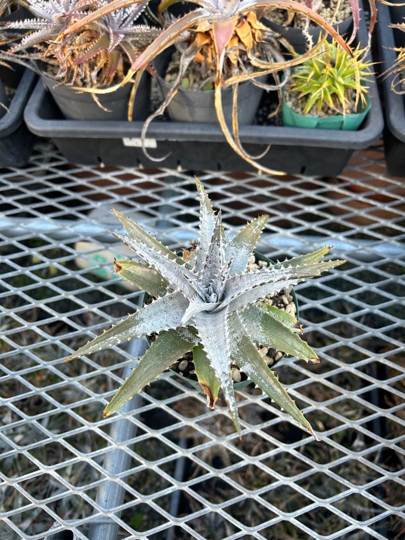 DBディッキア Dyckia Bill Baker hybrid #133