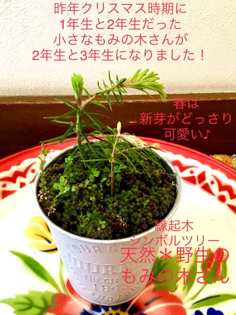 完売　縁起木＊魔除け【今春2年生と3年生になりました！天然＊野生のもみの木さん】