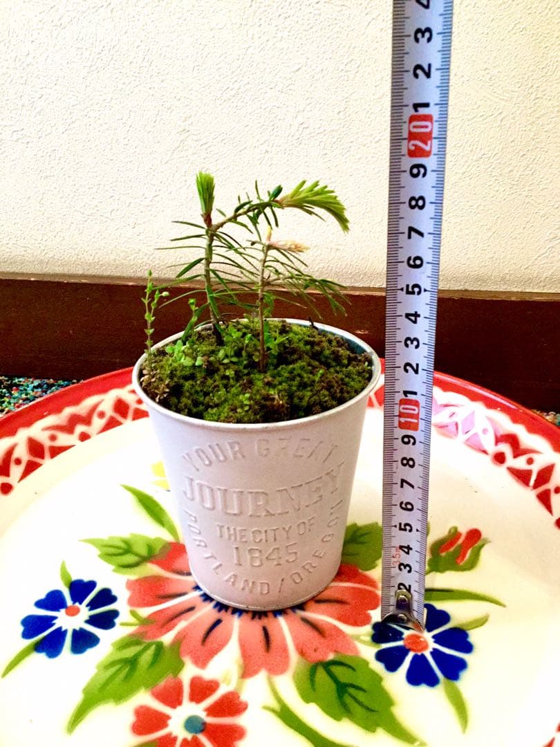 完売　縁起木＊魔除け【今春2年生と3年生になりました！天然＊野生のもみの木さん】