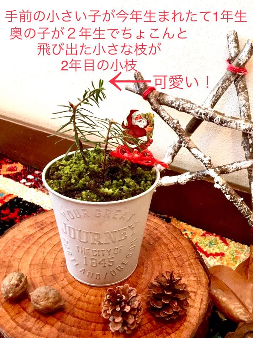 完売　縁起木＊魔除け【今春2年生と3年生になりました！天然＊野生のもみの木さん】