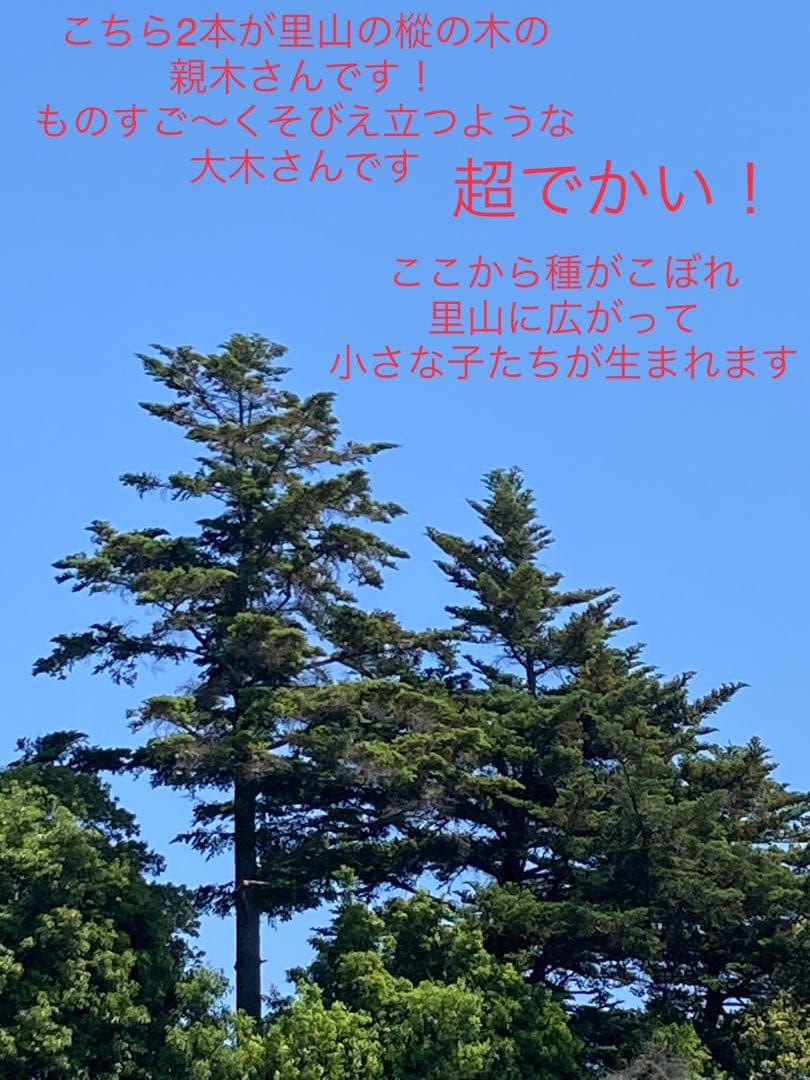 完売　縁起木＊魔除け【今春2年生と3年生になりました！天然＊野生のもみの木さん】