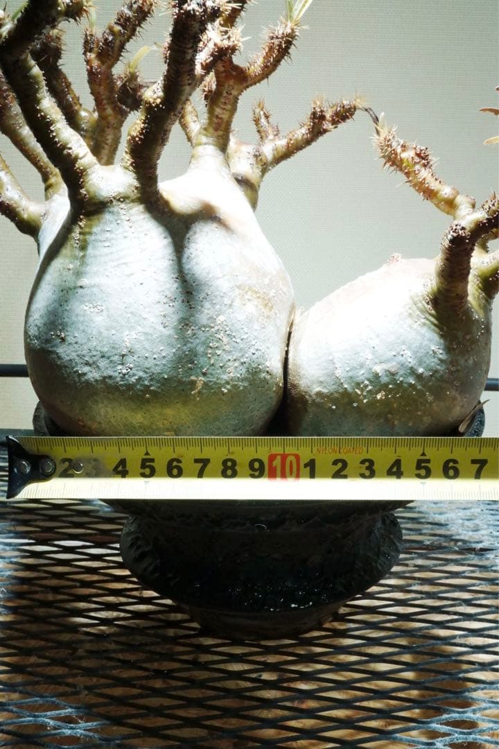 グラキリス 塊根植物