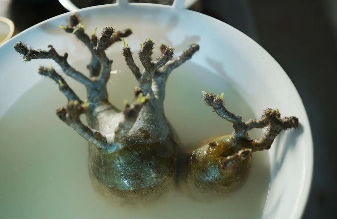 グラキリス 塊根植物