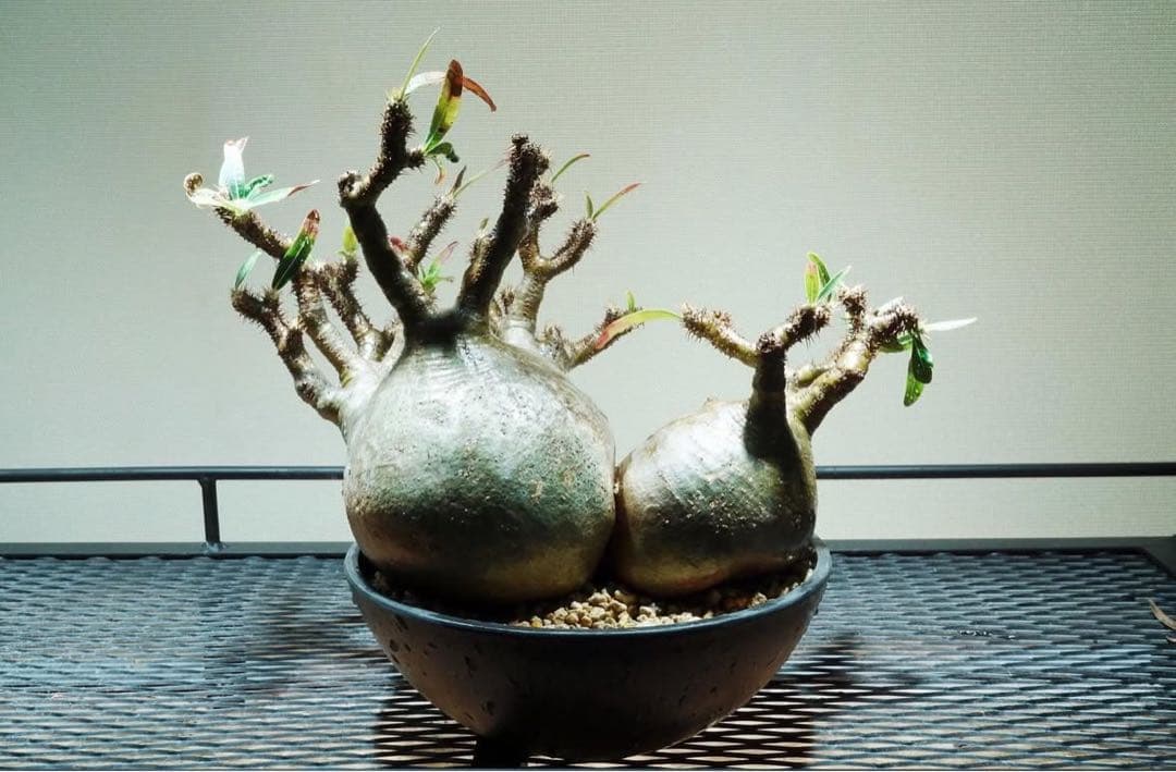 グラキリス 塊根植物