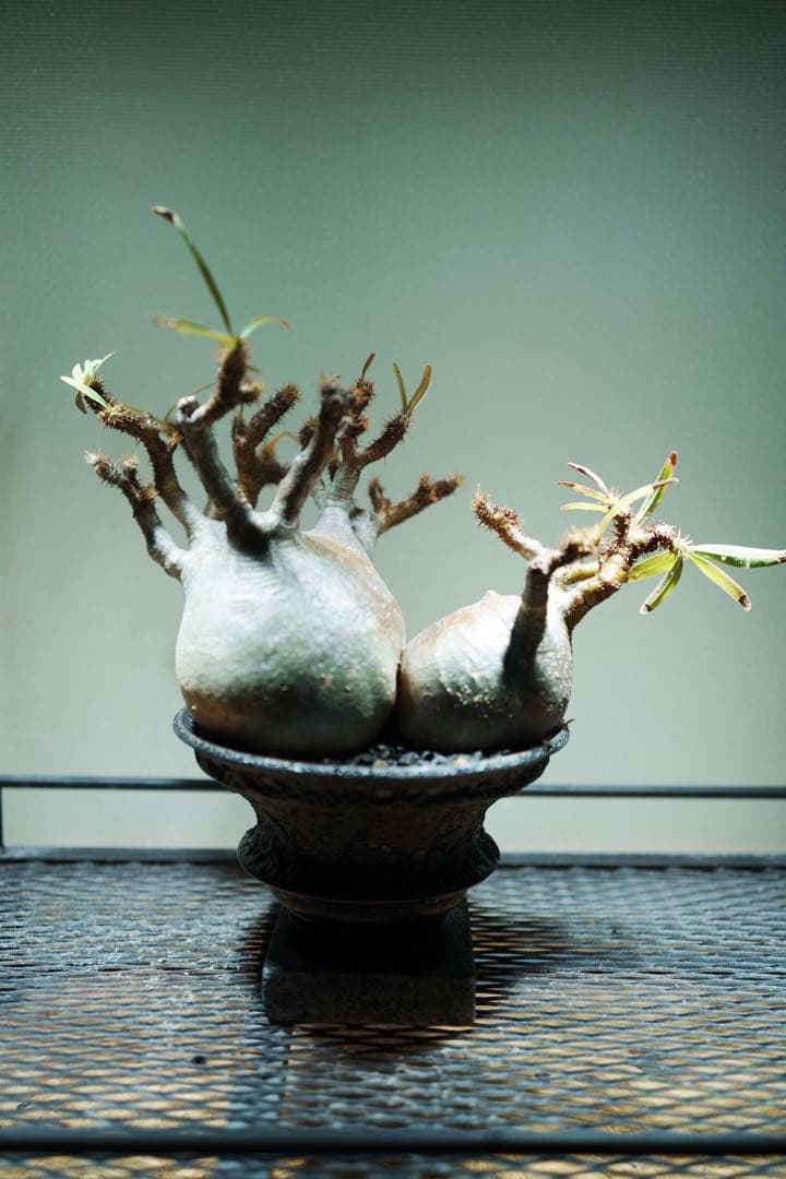 グラキリス 塊根植物