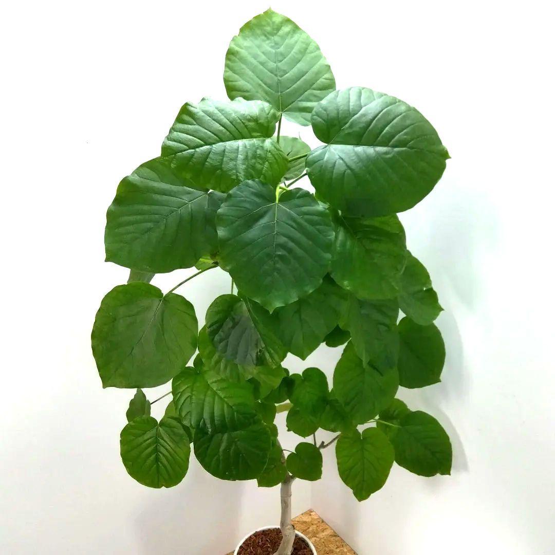 シ*ラ様 フィカス　 ウンベラータ ❗️綺麗な曲がり❗ 140cm‼️7号セラア