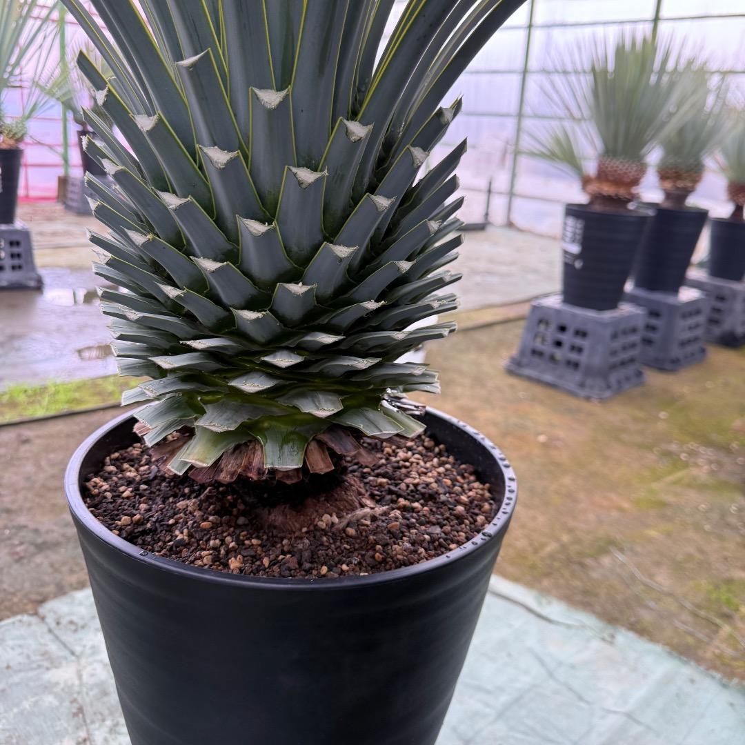 【AL1123】ユッカ　リギダ　超超極太