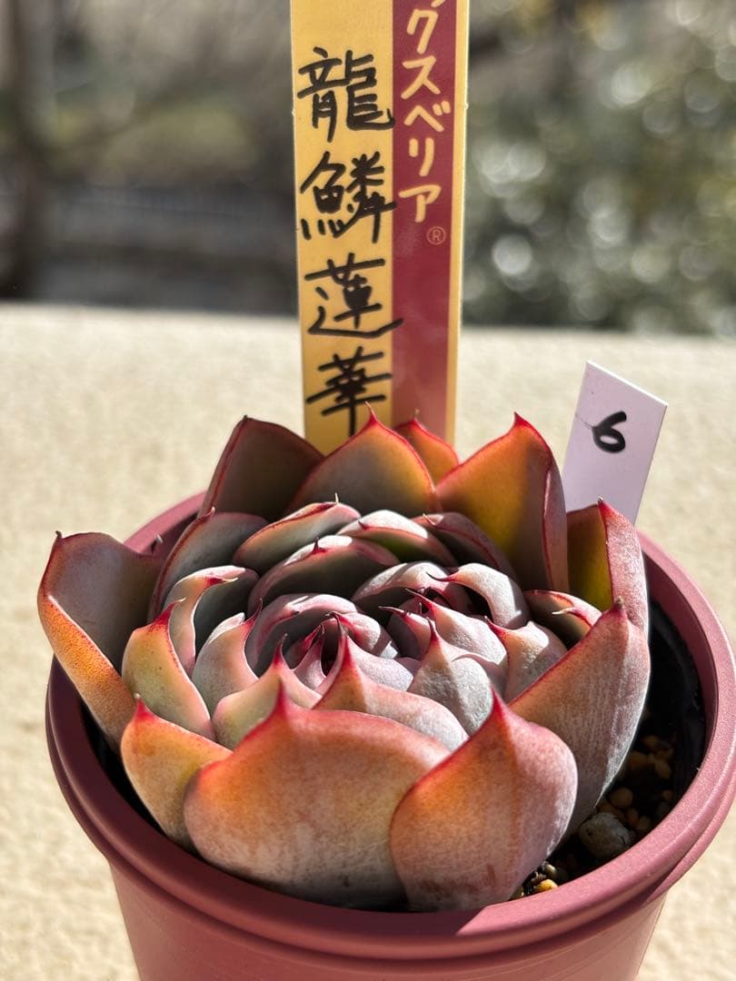 多肉　龍鱗蓮華ミックスベリア　おらいさん苗　検) 青札　ざわわ