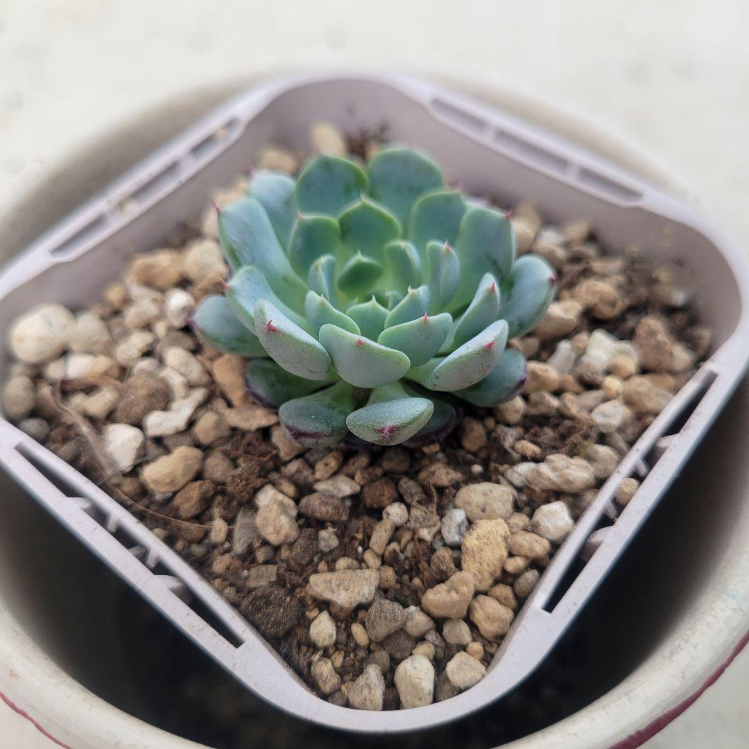 多肉植物❤レア❤ハッピー❤抜き苗
