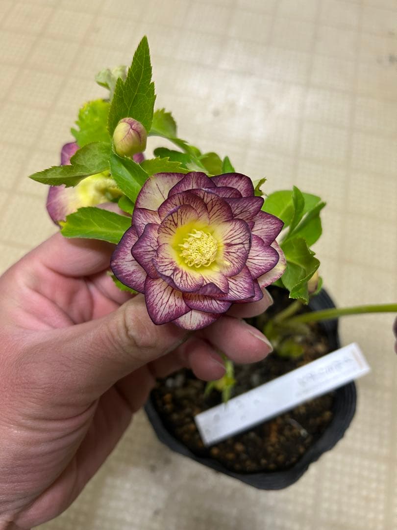 イルミリオン 加藤農園クリスマスローズ同梱可能