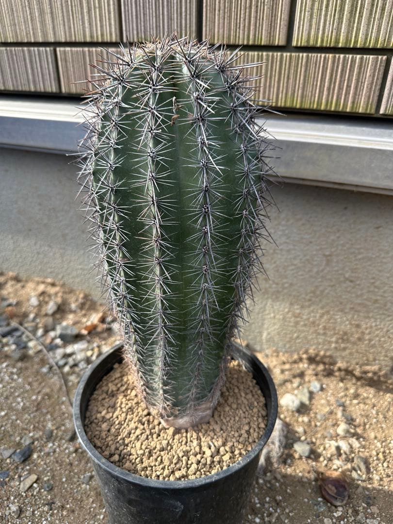 Wasabby様 リクエスト 2点 まとめ商品