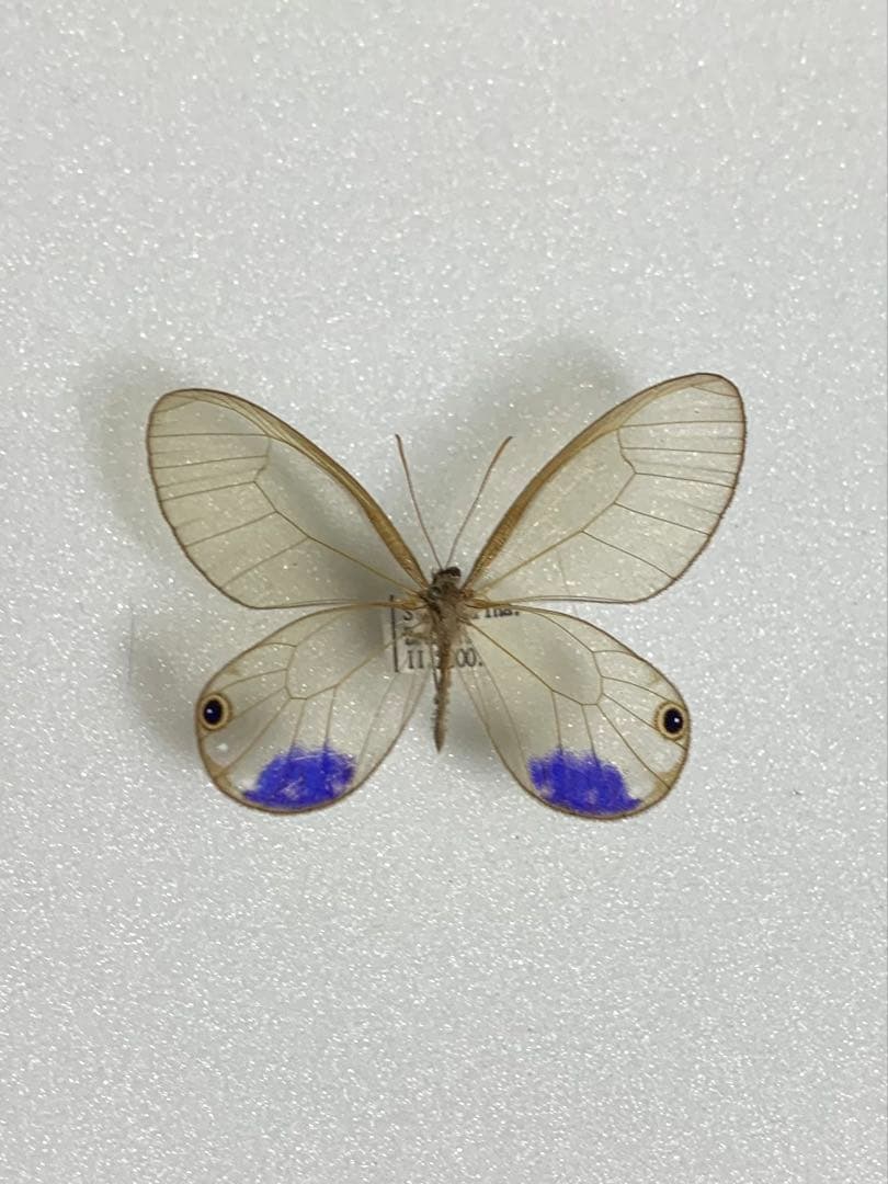 ルリモンスカシジャノ　蝶　蝶標本