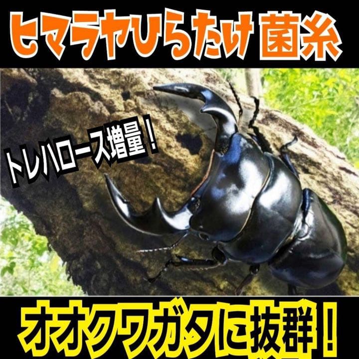 極上！ヒマラヤひらたけ菌糸ブロック【7個】トレハロース強化配合！オオクワに抜群！