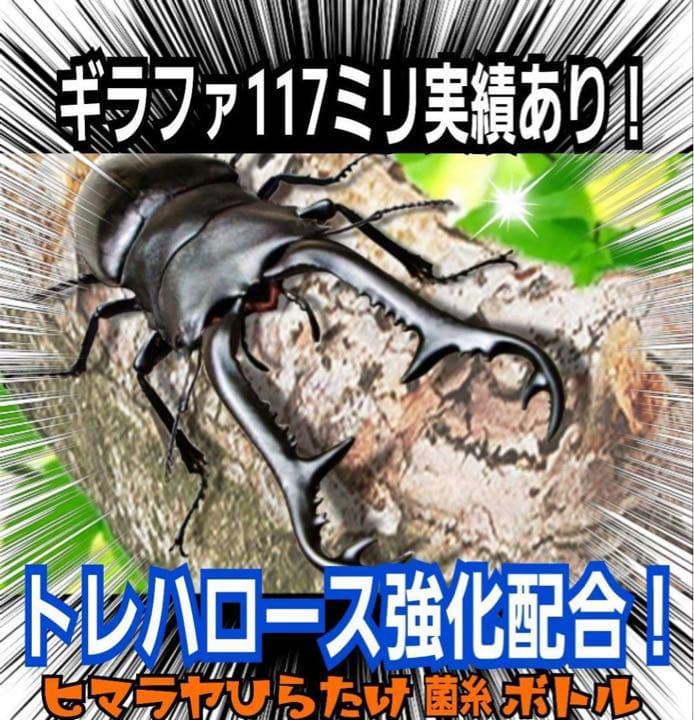 極上！ヒマラヤひらたけ菌糸ブロック【7個】トレハロース強化配合！オオクワに抜群！