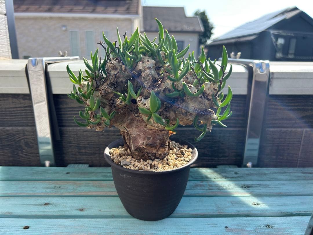 万物想　チレコドン レティキュラーツス