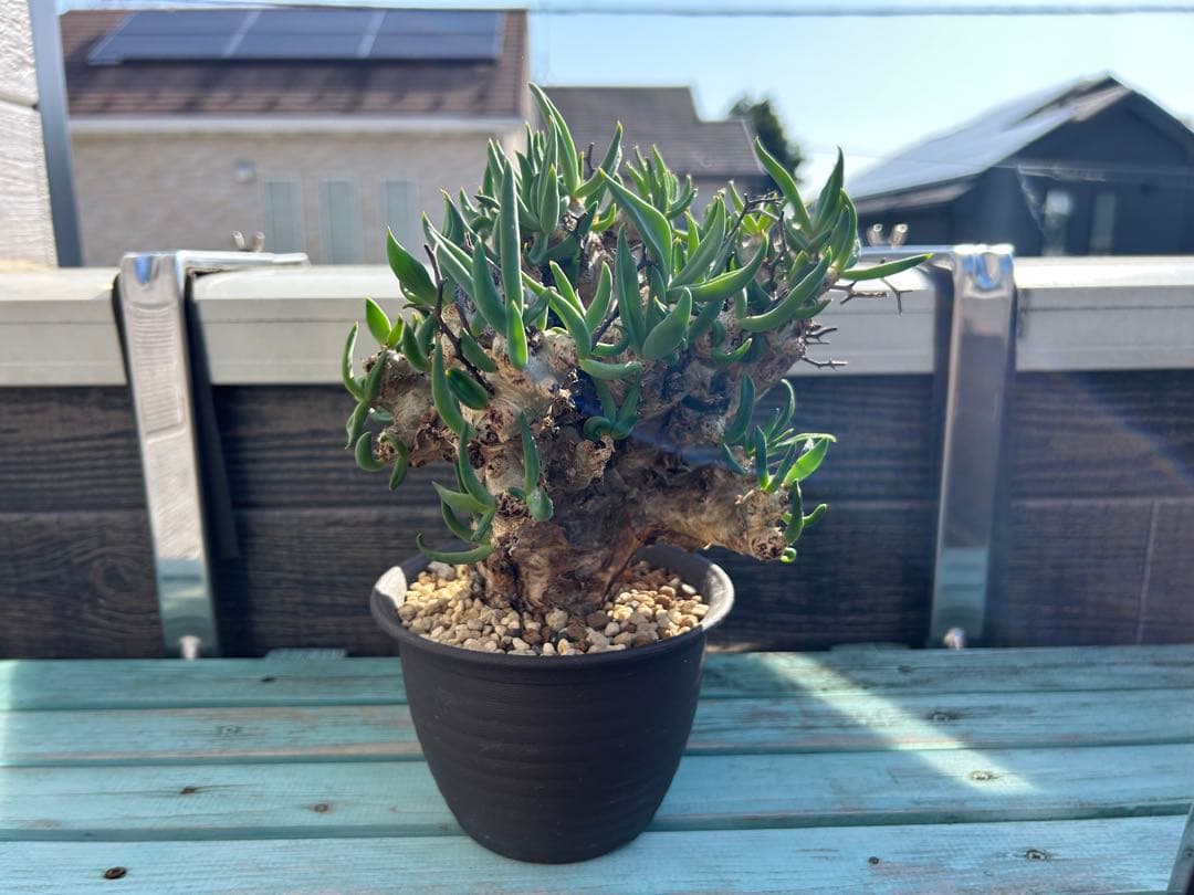 万物想　チレコドン レティキュラーツス