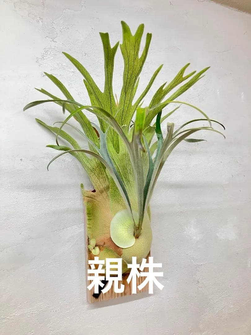 ビカクシダ　キヨヒメ　トキントキン　清姫　kiyohime 子株　コルク付け