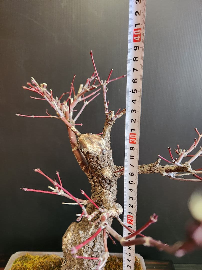 荒皮紅葉 荒皮もみじ 荒皮紅葉盆栽 もみじ盆栽 楓 カエデ