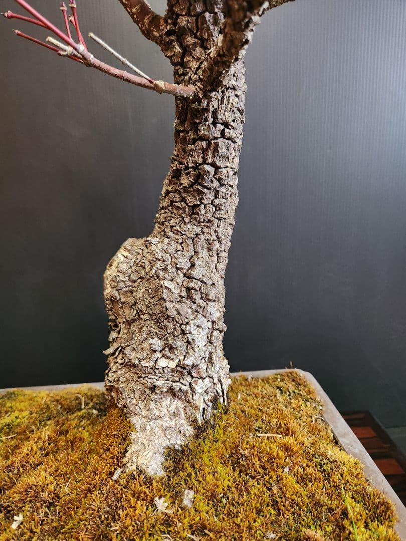 荒皮紅葉 荒皮もみじ 荒皮紅葉盆栽 もみじ盆栽 楓 カエデ