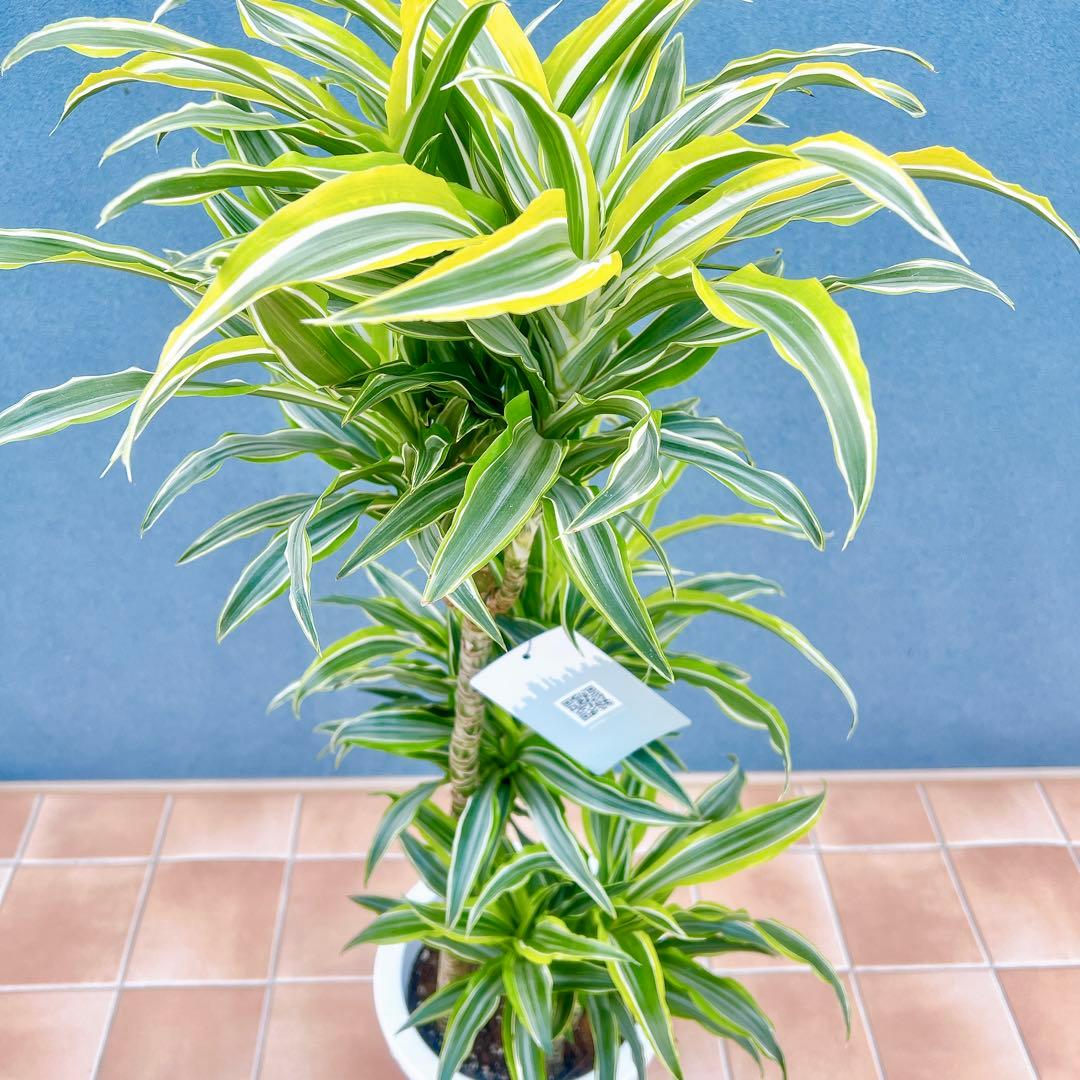 現品　ドラセナ　レモンサプライズ　32番　観葉植物　希少　斑入り　ドライガーデン