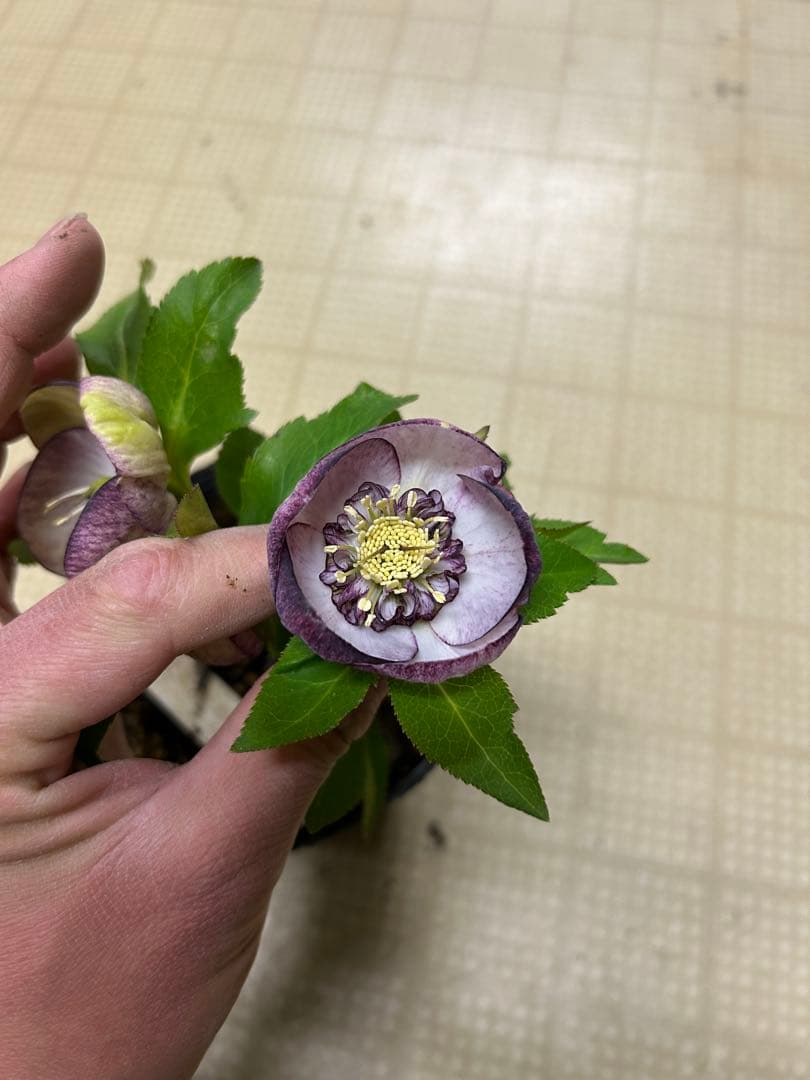 手毬ホワイト交配 加藤農園 クリスマスローズ 同梱可能