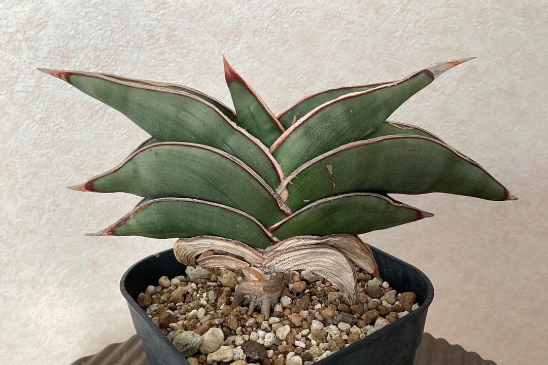 サンセベリア　ロリダ