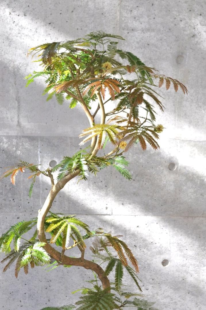 エバーフレッシュ 135cm 8号 S-shaped tree form