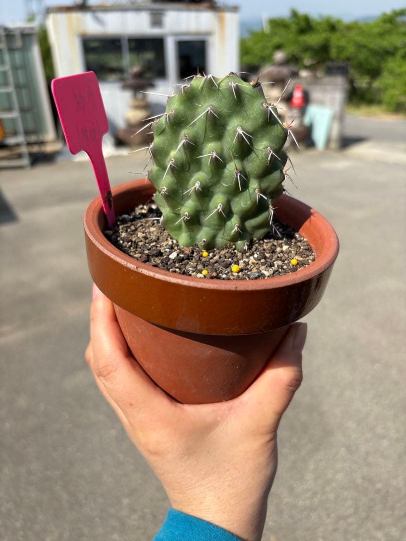 【珍品】多肉植物 硫黄団扇 赤い妖