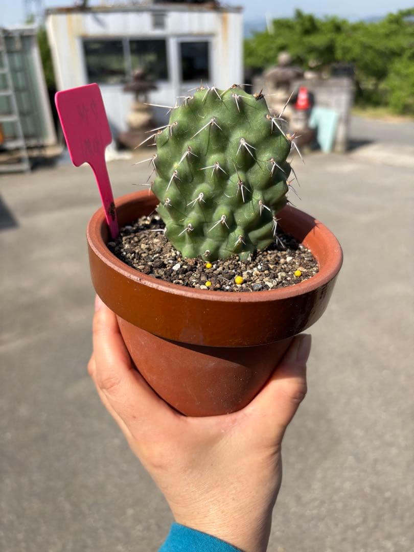 【珍品】多肉植物 硫黄団扇 赤い妖