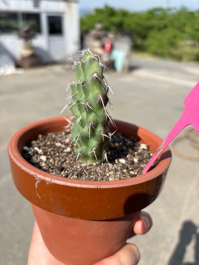 【珍品】多肉植物 硫黄団扇 赤い妖