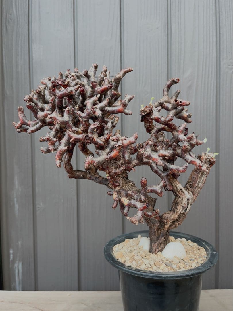 《期間限定販売❗️》『ペラルゴニウム　ミラビレ③』現地球　発根済み極美大株