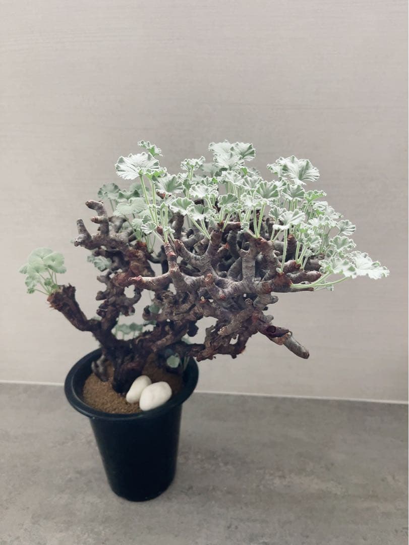 《期間限定販売❗️》『ペラルゴニウム　ミラビレ③』現地球　発根済み極美大株