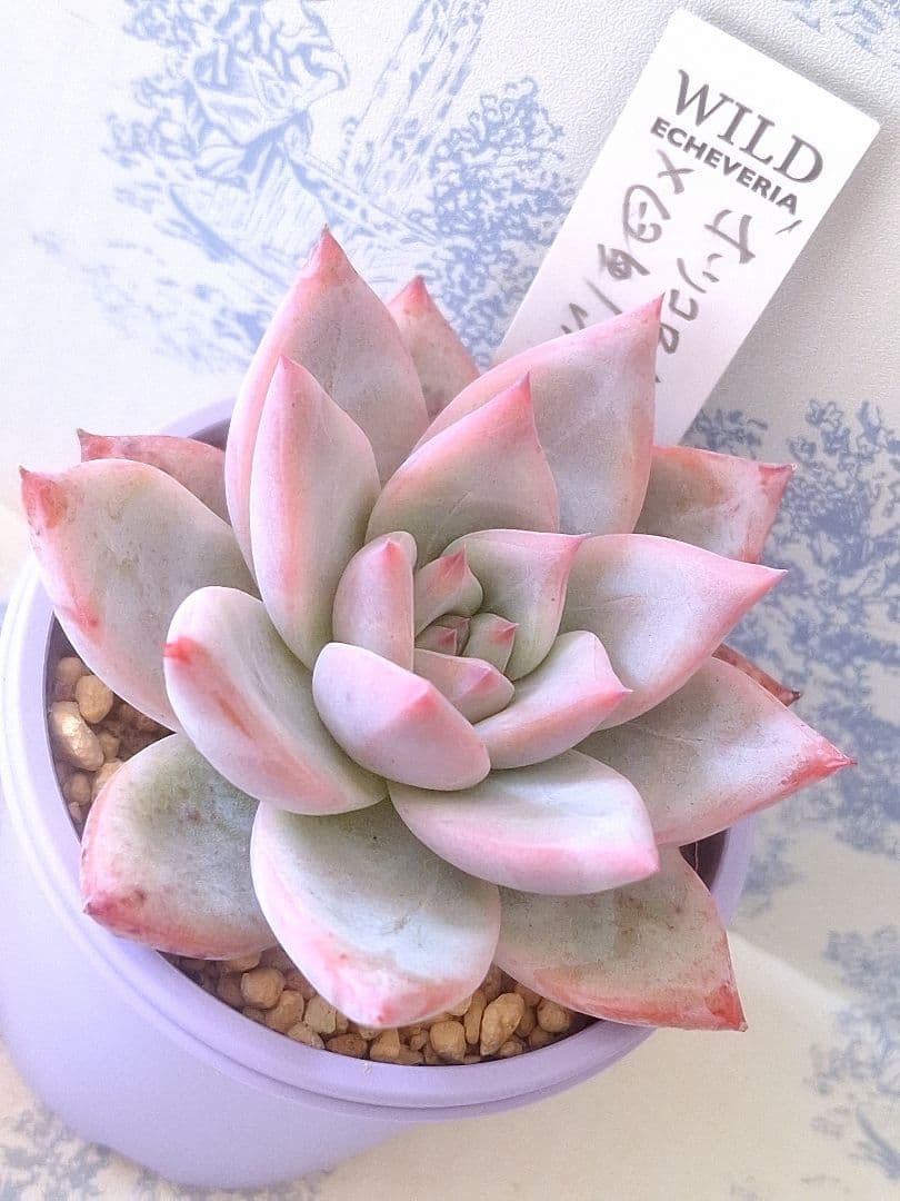 ホリコロ×臼田リンゼアナ札付きポットごとメルカリ便サボテン相談室さん苗