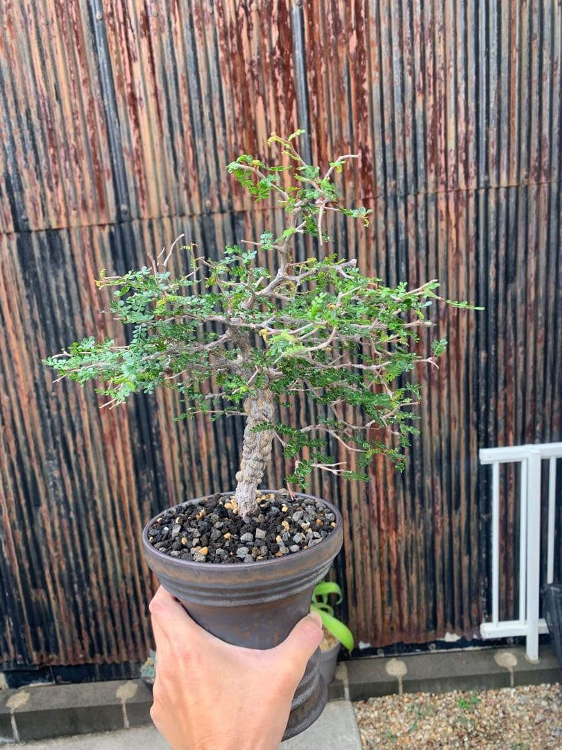 オペルクリカリア　パキプス　9年目の実生株 陶器鉢付き