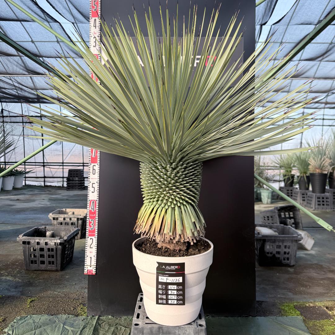 【AL F-1136】ユッカ　ロストラータ　美形　超超極太個体　シルバーブルー