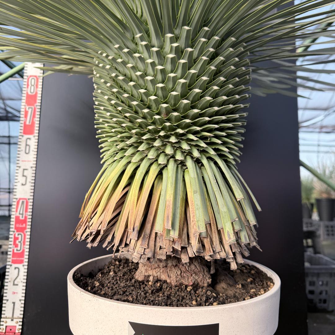 【AL F-1136】ユッカ　ロストラータ　美形　超超極太個体　シルバーブルー