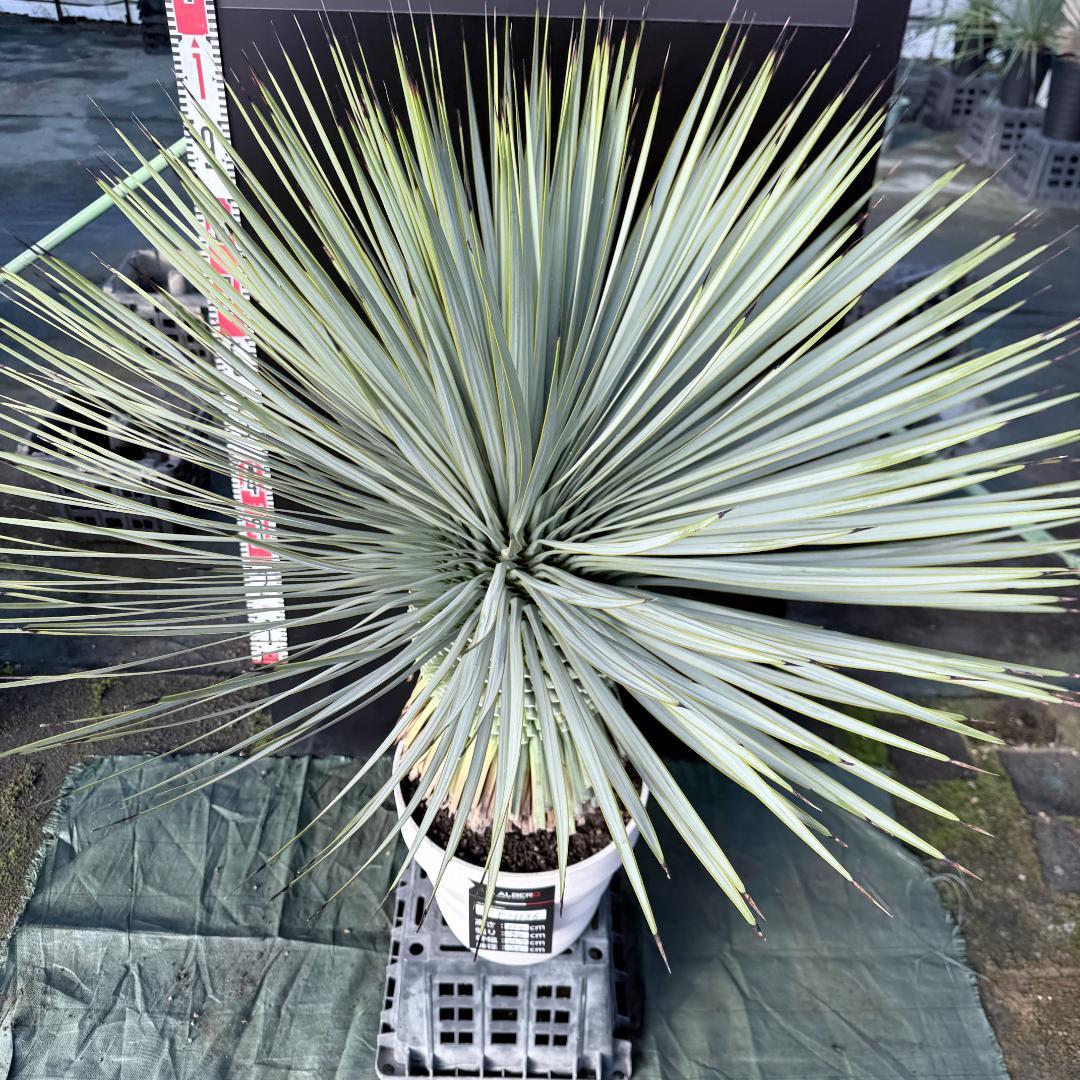 【AL F-1136】ユッカ　ロストラータ　美形　超超極太個体　シルバーブルー